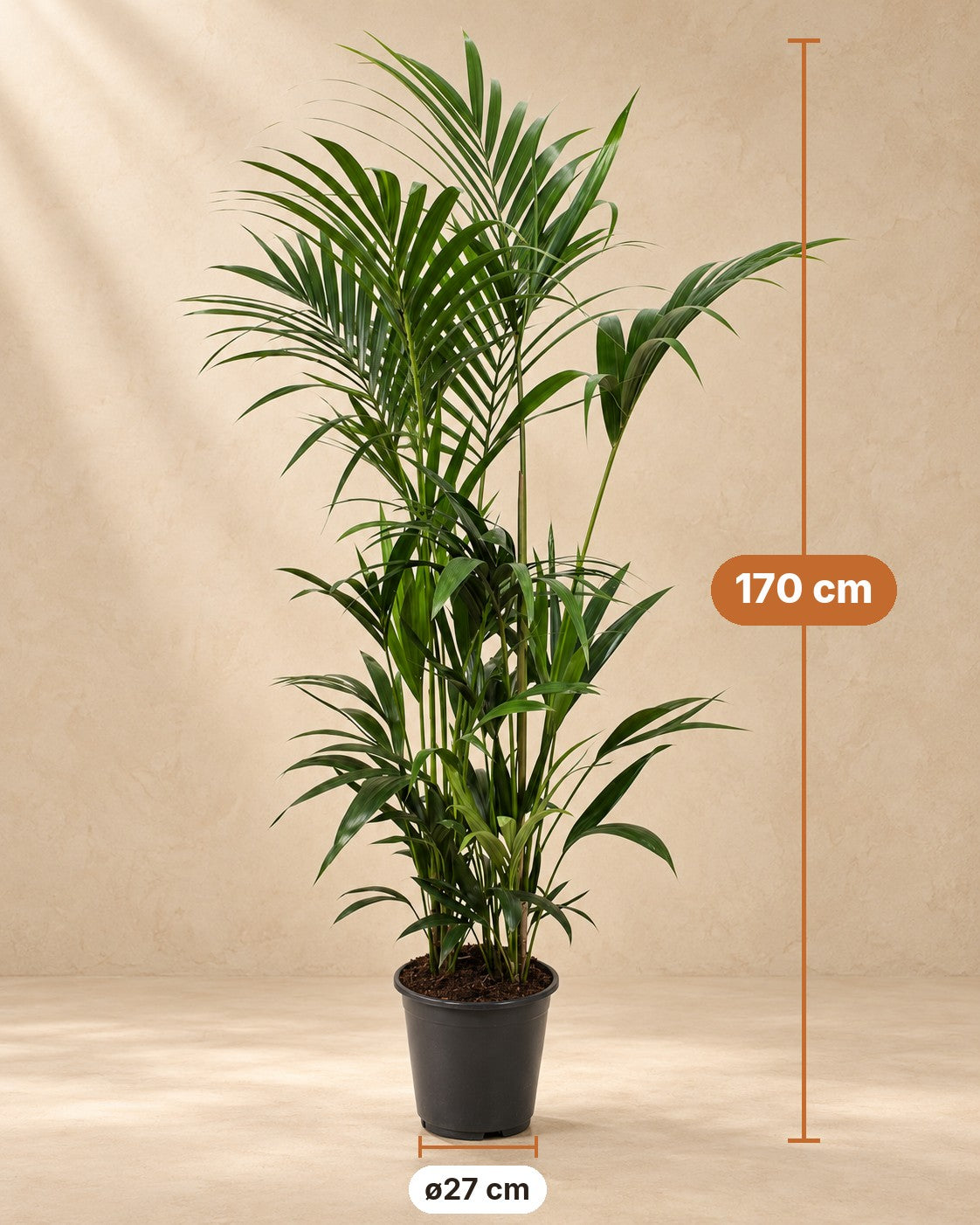 Dimensions of the Kentia palm: 170 cm tall, pot ø27 cm