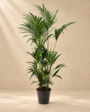 Kentia palm (Howea forsteriana), 170 cm tall in a 27 cm nursery pot