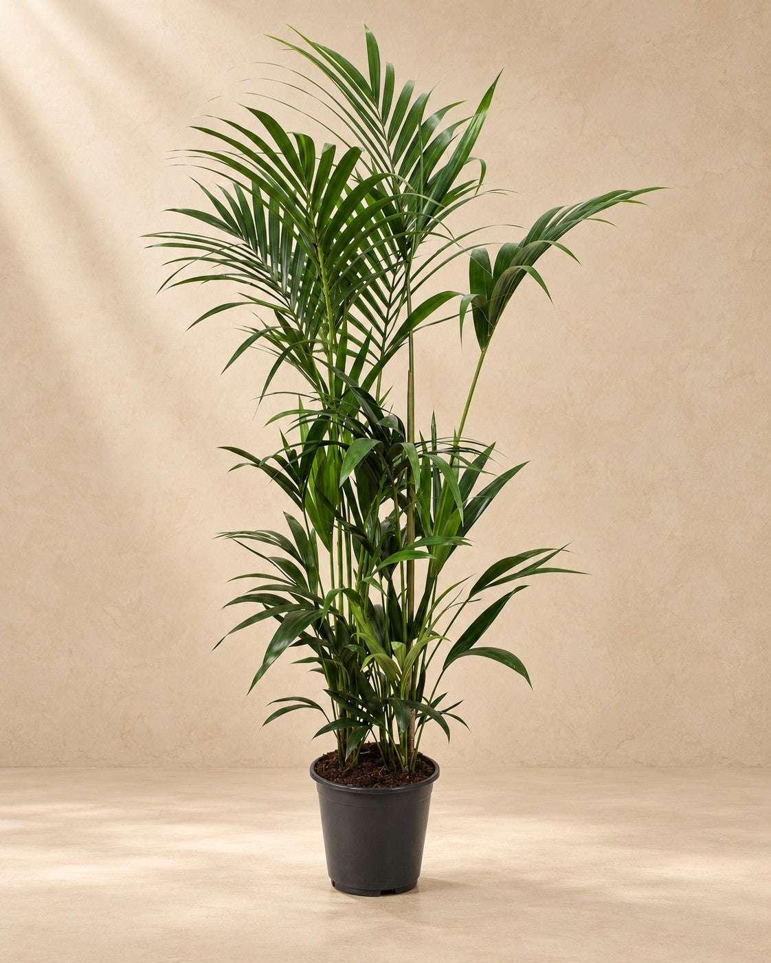 Kentia palm (Howea forsteriana), 170 cm tall in a 27 cm nursery pot