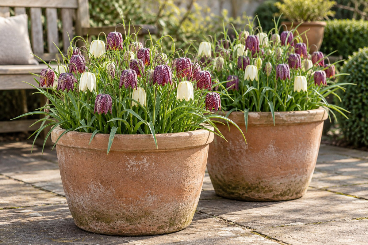 Kievitsbloem Meleagris mix in bloei in potten op een terras