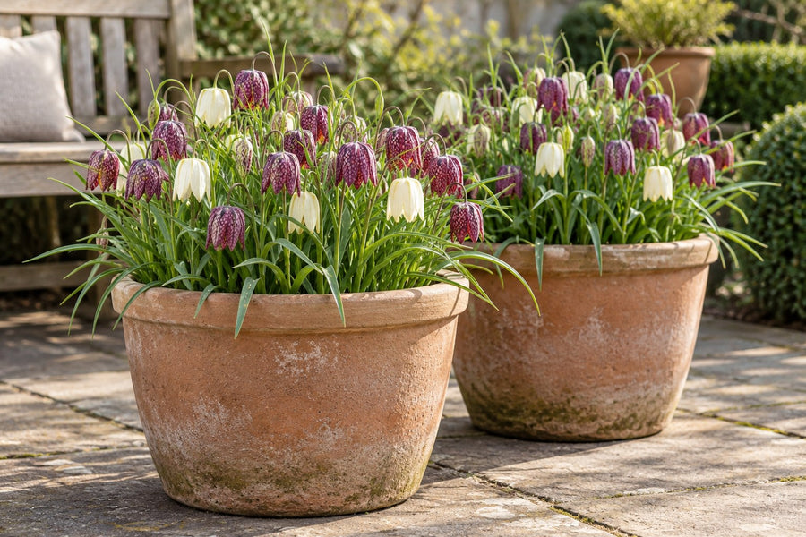 Kievitsbloembollen Meleagris mix (Fritillaria)
