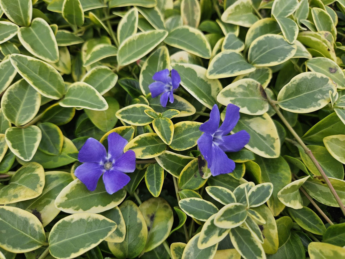 Petite pervenche 'Blue and Gold' au jardin