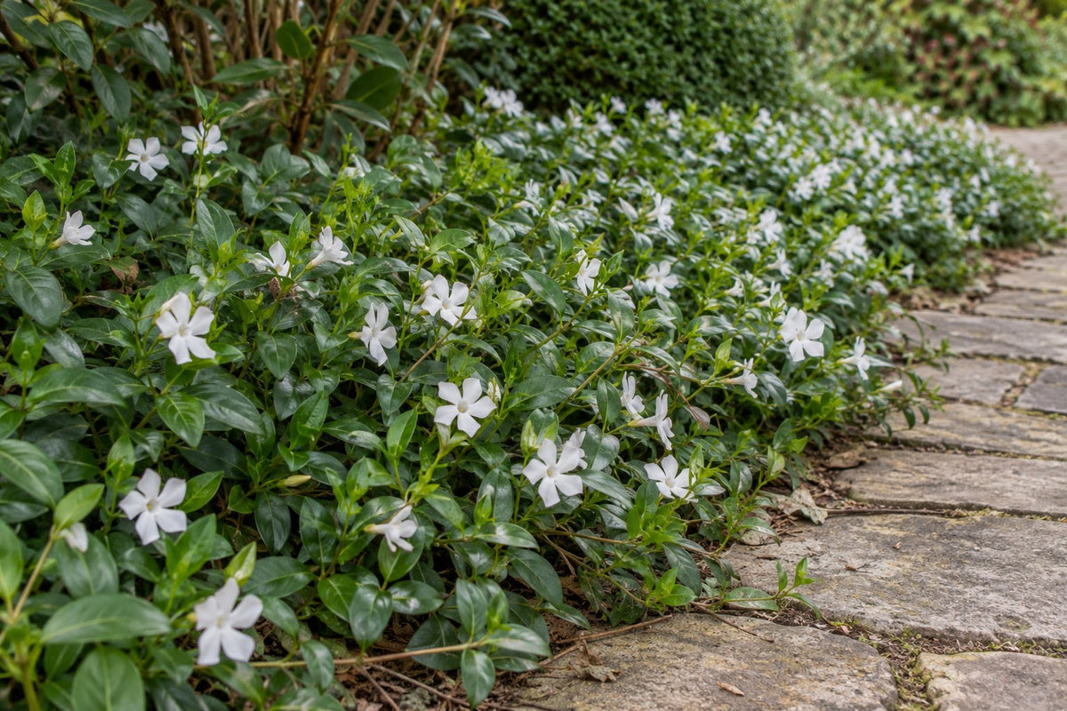 Pervinca minore 'Gertrude Jekyll' piantata in giardino