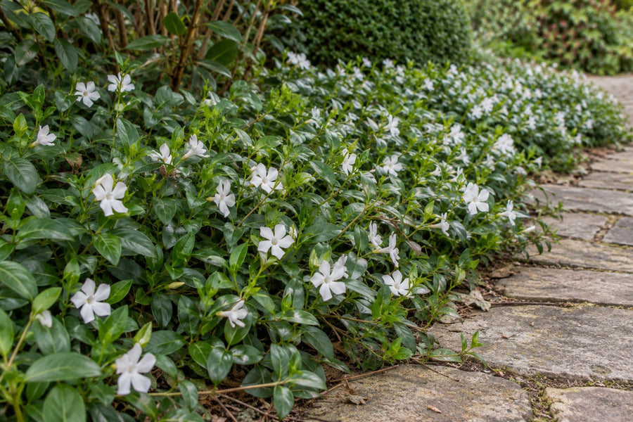 Pervinca minore 'Gertrude Jekyll' (Vinca minor)