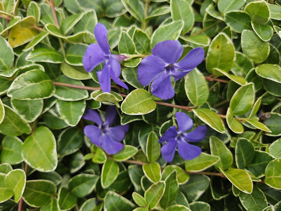 Liden singrøn 'Ralph Shugert' (Vinca minor)