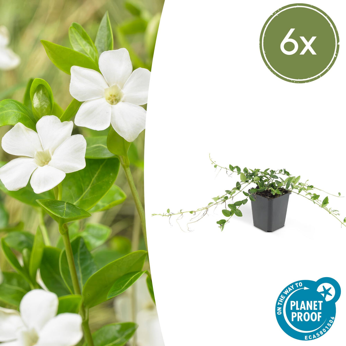 Vintergröna 'Alba'