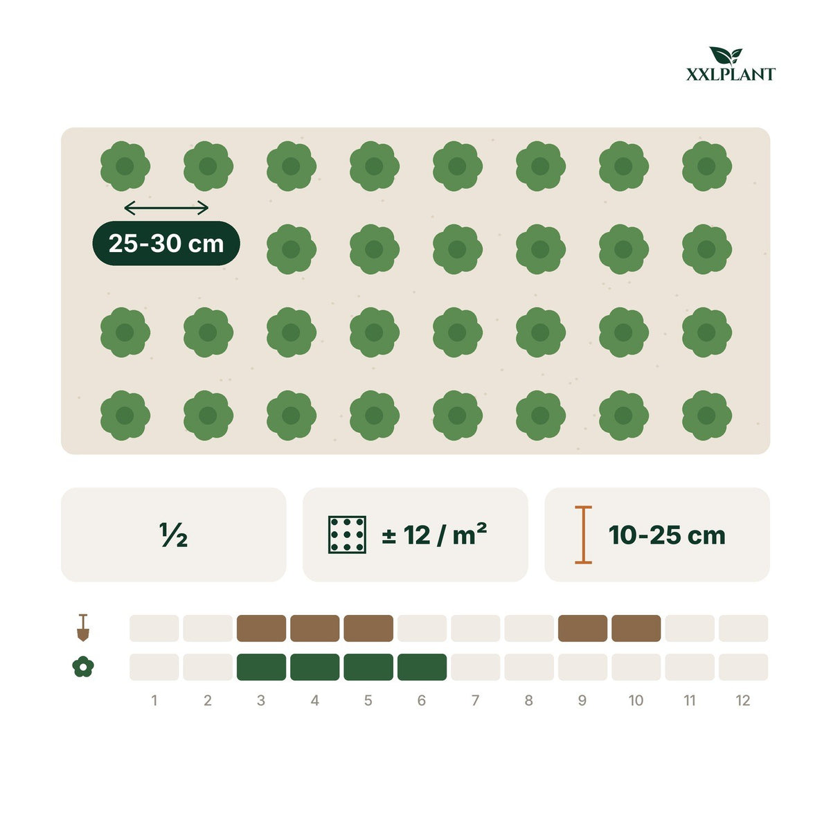 Planteringskort Vintergröna 'Alba'
