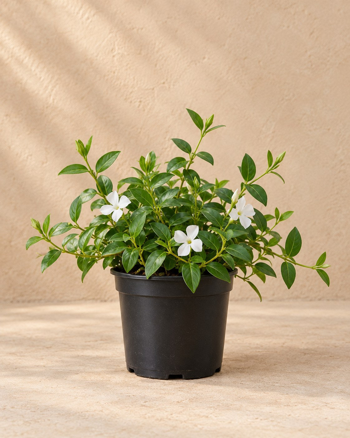 Pervinca minore 'Alba' in vaso di coltivazione