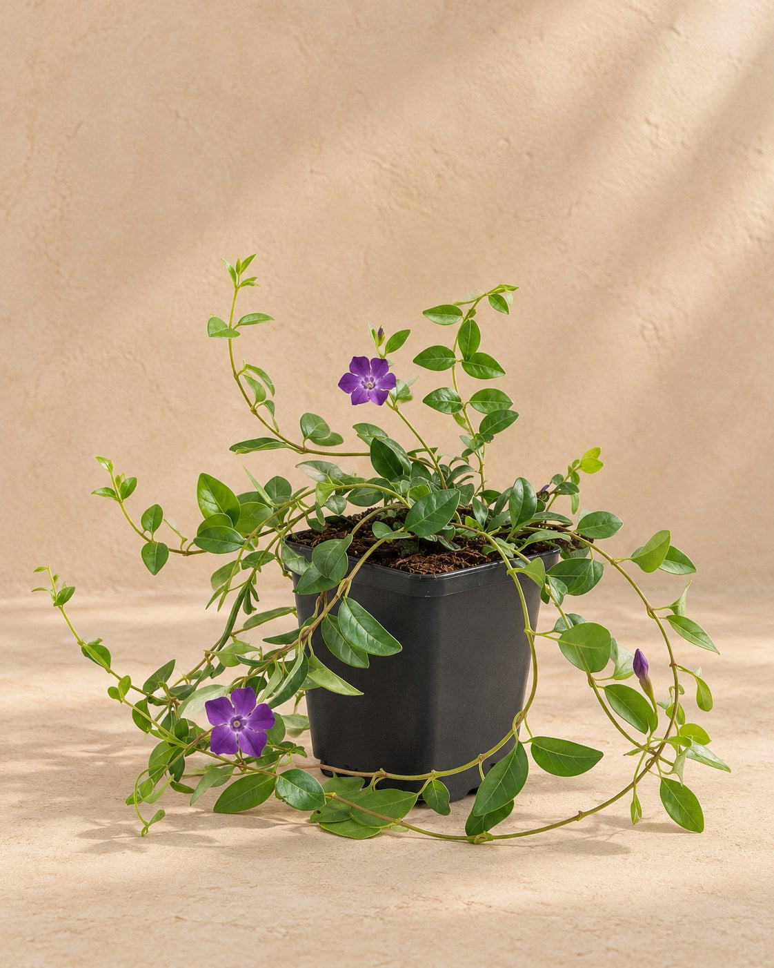 Pervinca minore 'Atropurpurea' in vaso di coltivazione