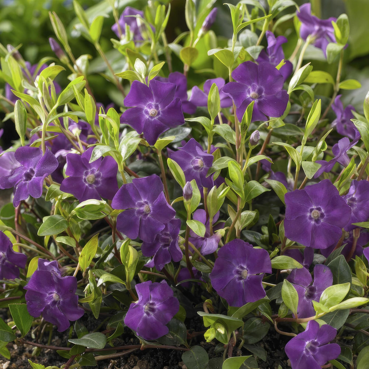 Pervinca minore 'Atropurpurea' in giardino