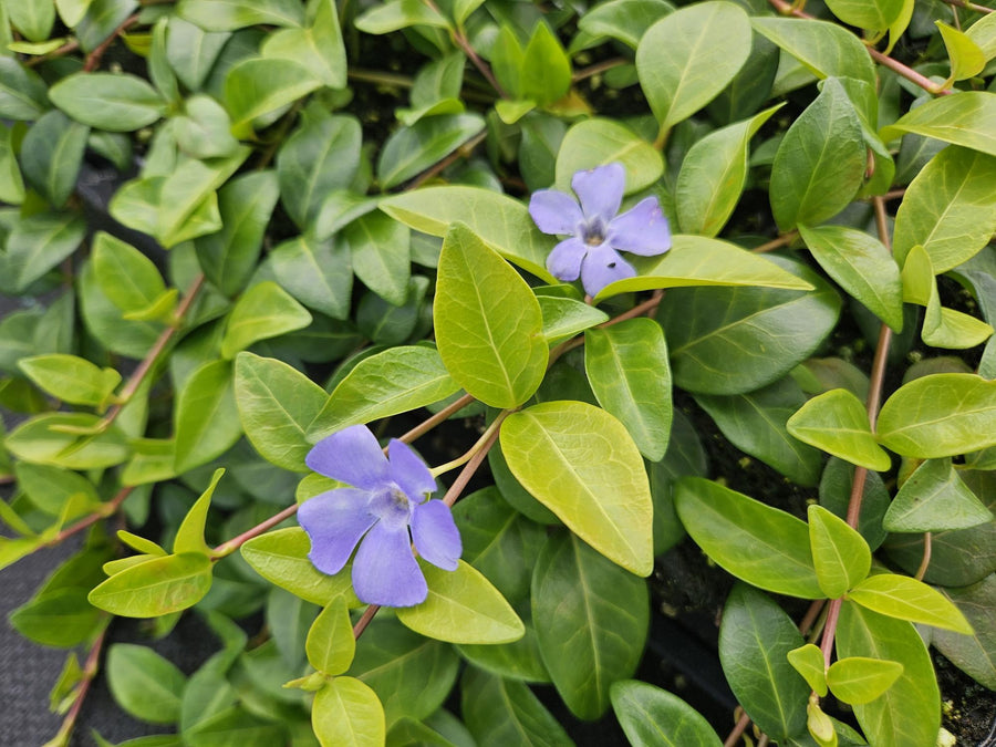Kleine maagdenpalm 'La Grave' (Vinca minor)