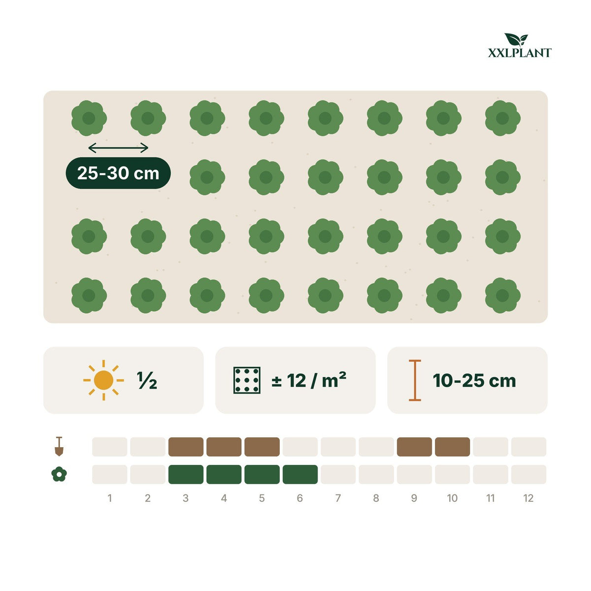 Planting card Lesser periwinkle