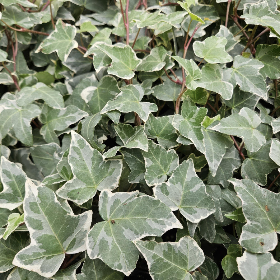 Klimop 'Glacier' (Hedera helix)