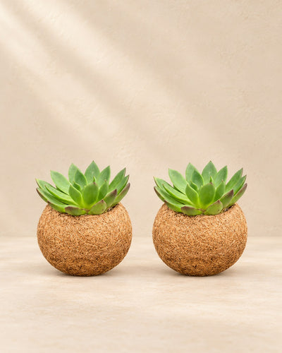 Kokodama Echeveria-mix stående, boll ø12 cm, set med 2