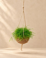 Kokodama cactus del vischio sospeso, sfera ø15 cm
