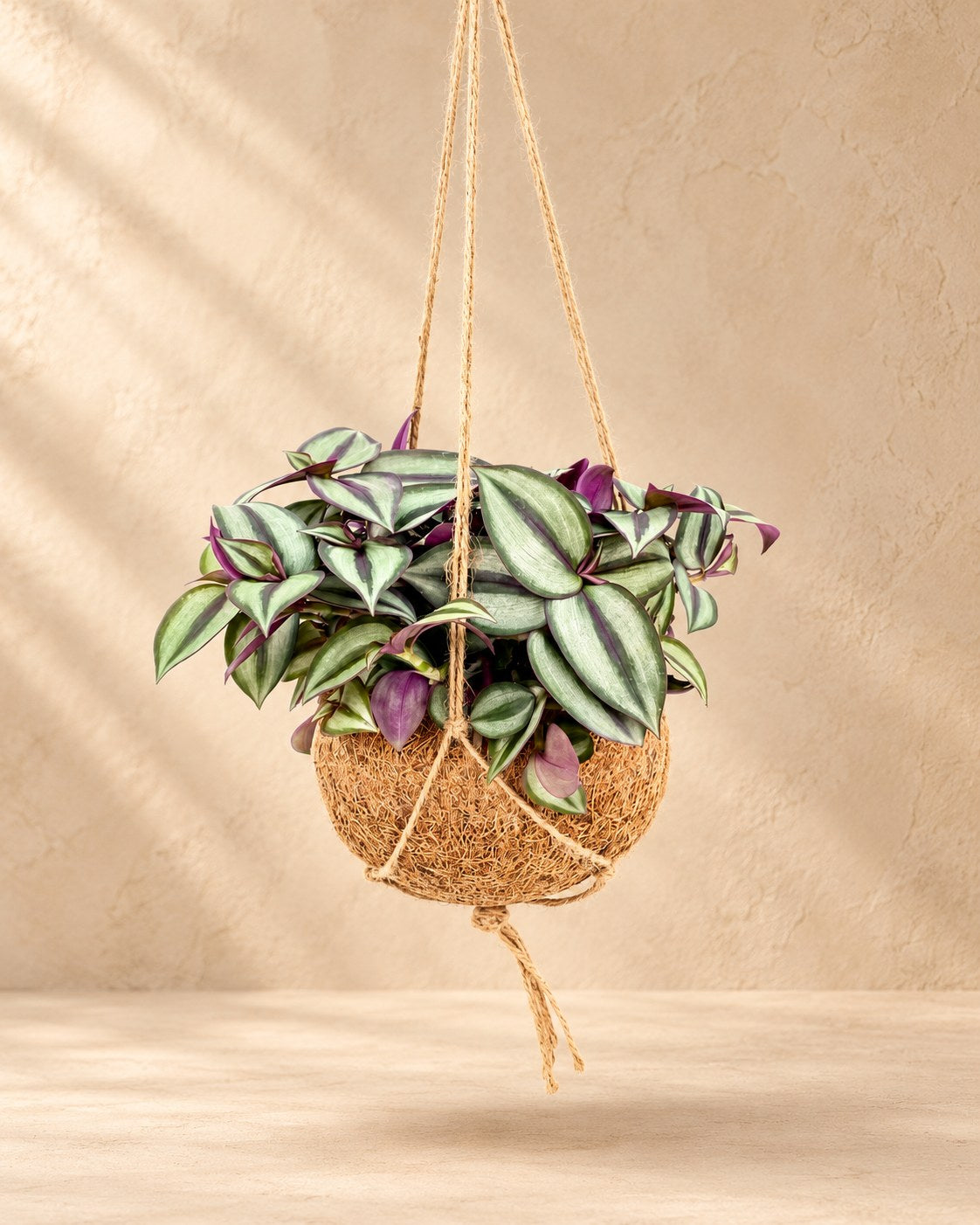 Kokodama amor de hombre colgante, bola ø15 cm