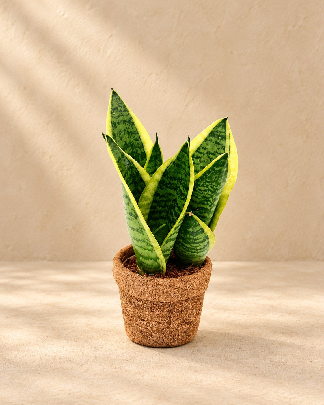 Kokostopf Bogenhanf 'Yellow' , ø10 cm