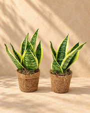 Kokostopf Bogenhanf 'Yellow' , ø13 cm, Set mit 2