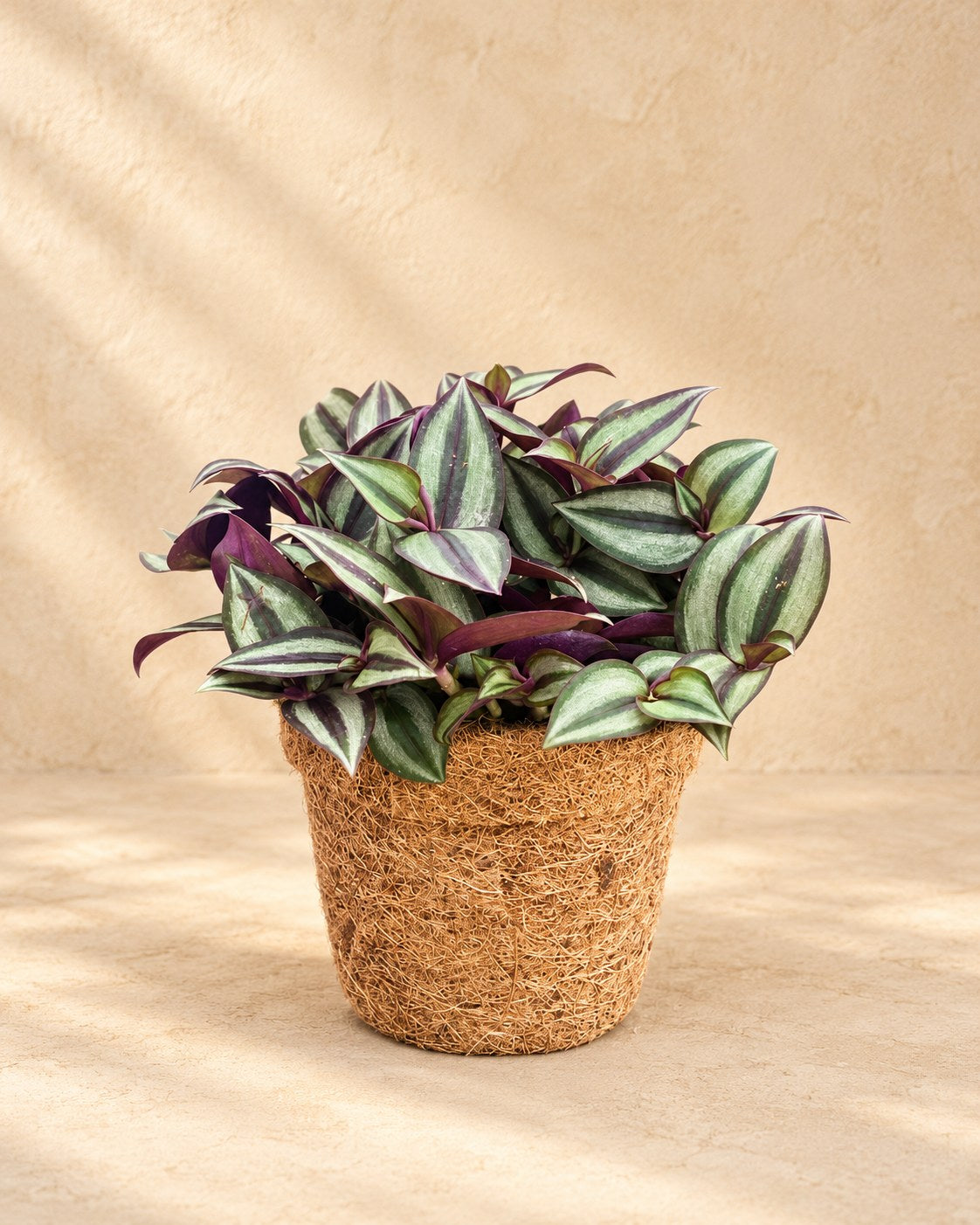 Coco pot inch plant , ø13 cm
