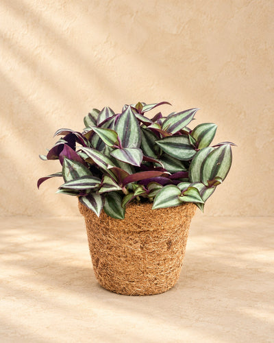 Coco pot inch plant , ø13 cm