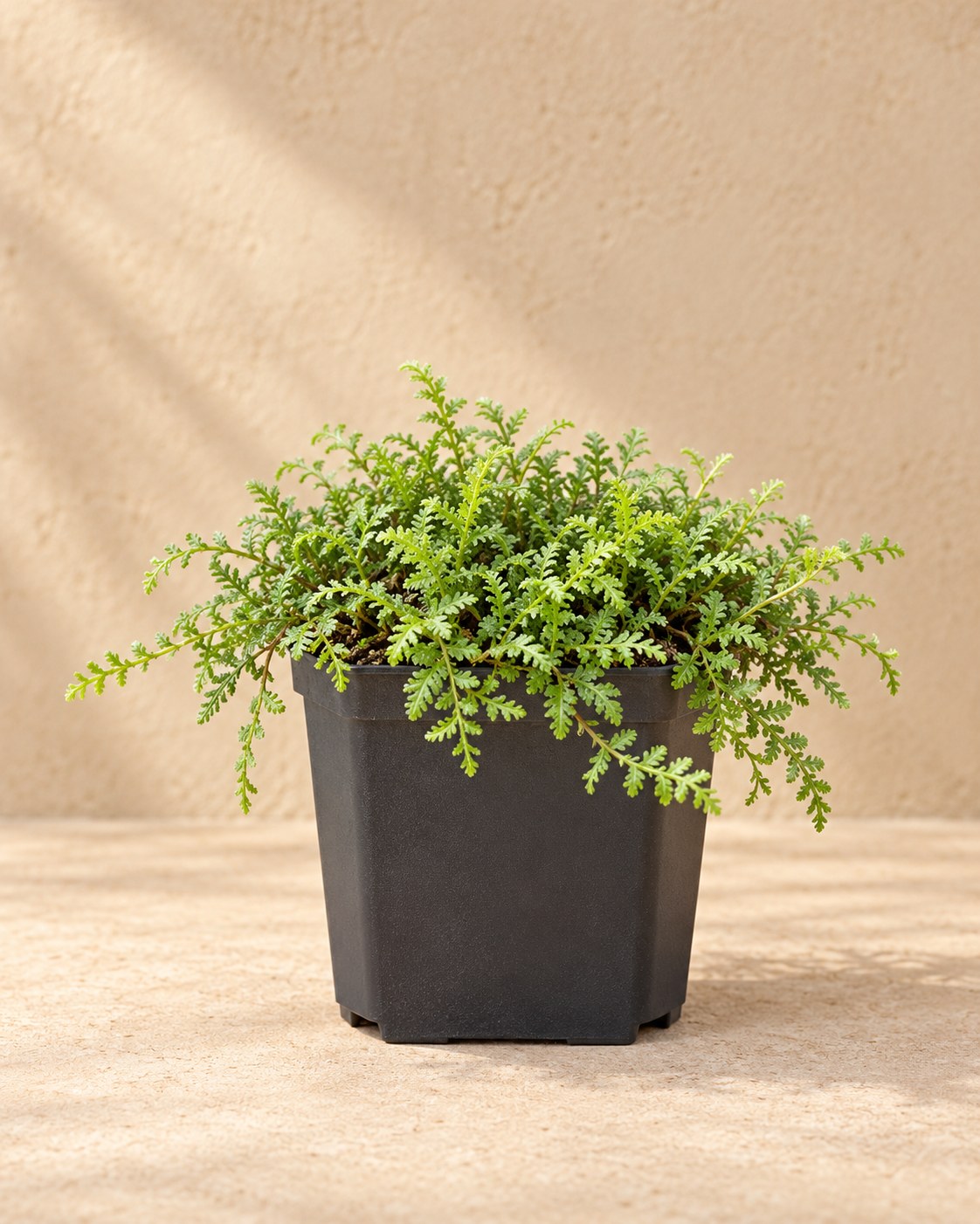 Leptinella en maceta de cultivo