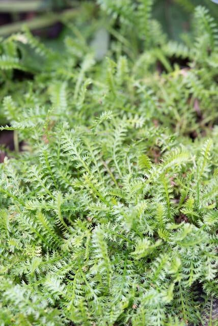 Leptinella (Leptinella squalida)