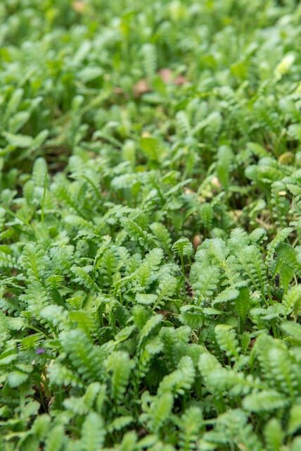 Leptinella en el jardín