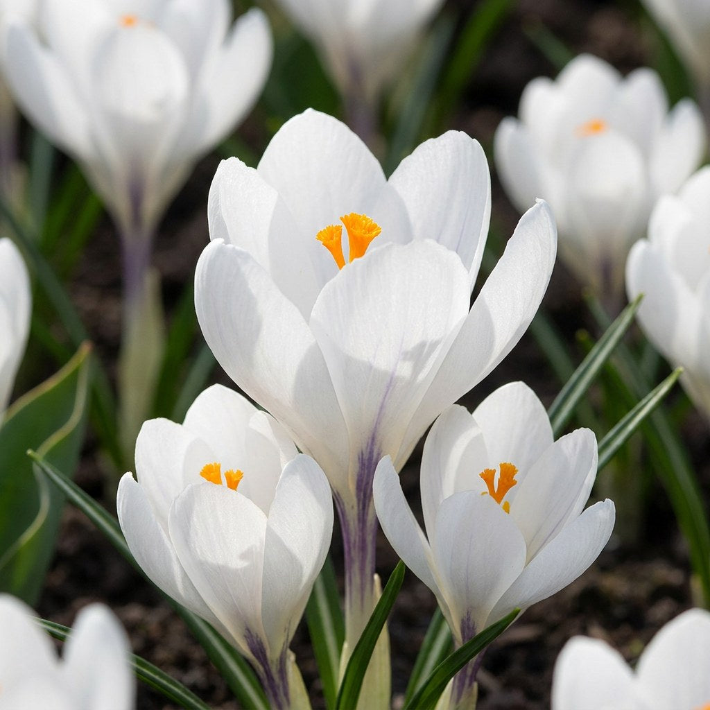 Krokus White in bloei