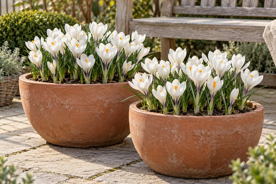 Krokusbollen White (Crocus)