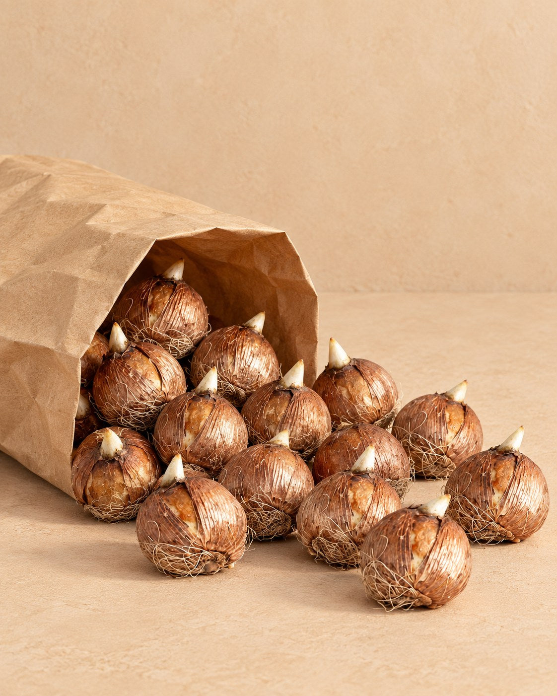 Zwiebeln von Krokuszwiebeln Großblumiger Mix