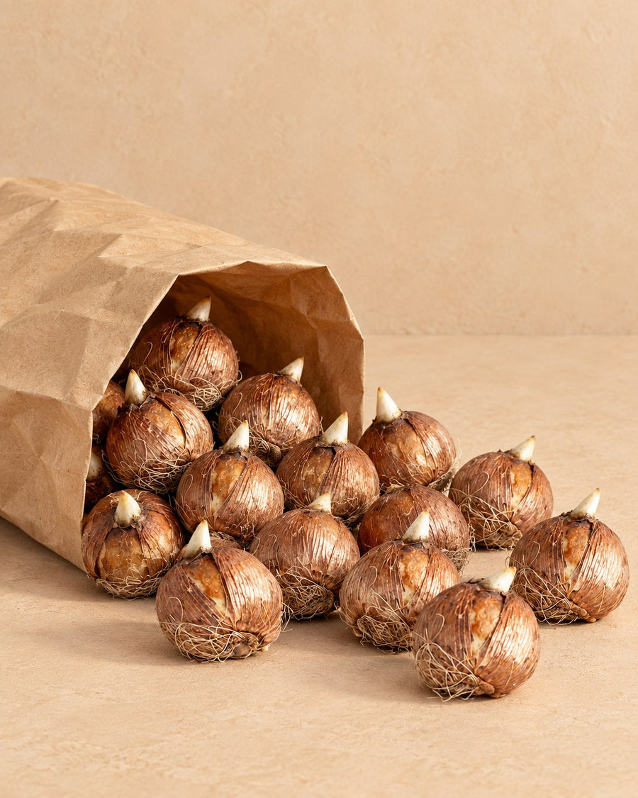 Krokuszwiebeln Großblumiger Mix (Crocus)