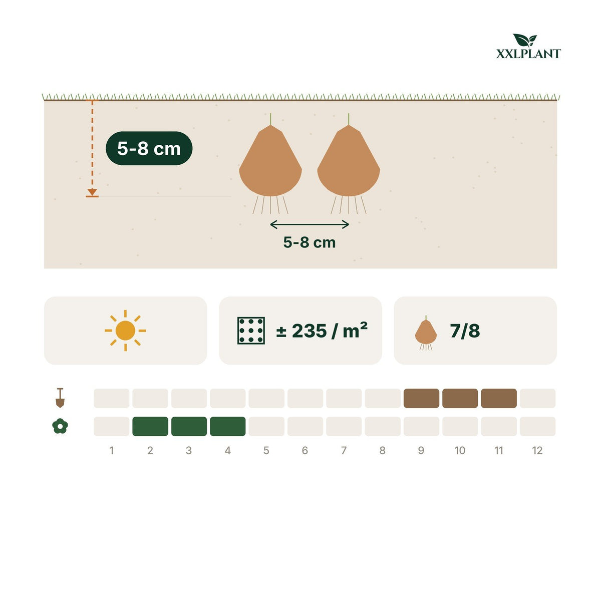 Pflanzkarte Krokuszwiebeln Großblumiger Mix: 5-8 cm tief, 5-8 cm Abstand