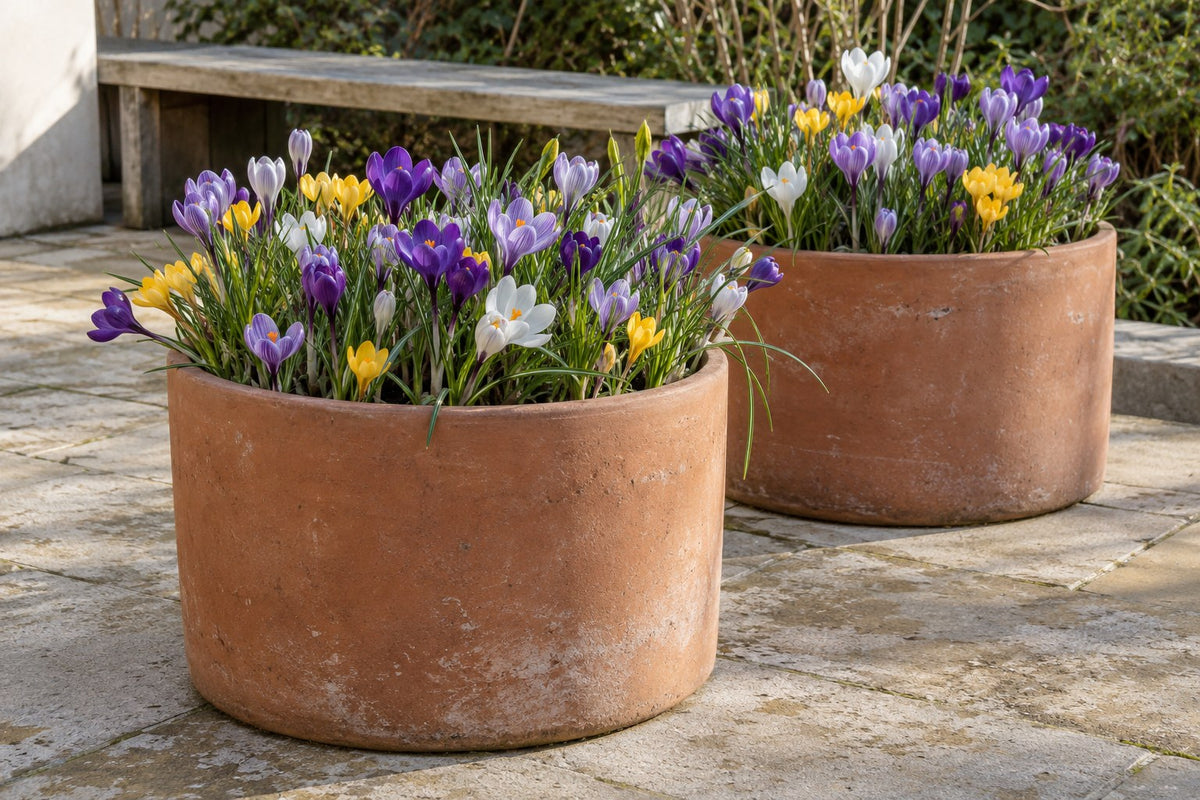 Krokus mix in bloei in potten op een terras