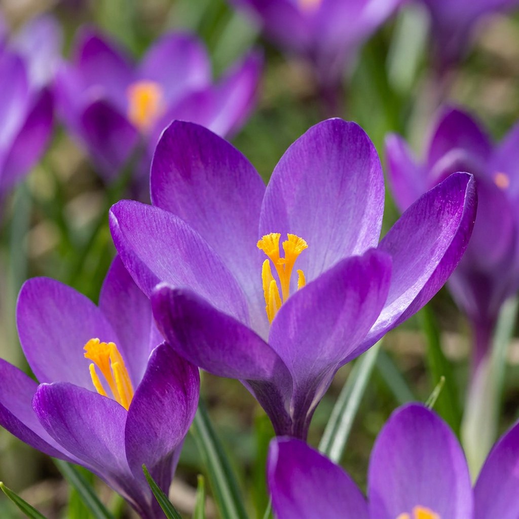 Krokus Ruby Giant in bloei