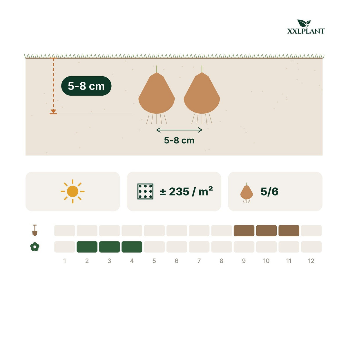 Plantkaart krokusbollen soortenmix: 5-8 cm diep, 5-8 cm uit elkaar