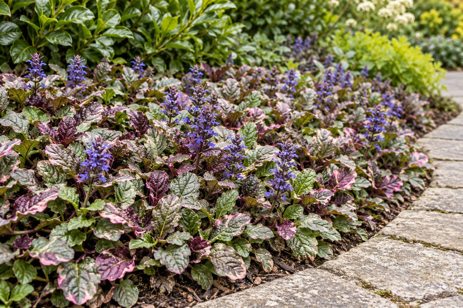 Kruipend zenegroen 'Burgundy Glow' (Ajuga reptans)