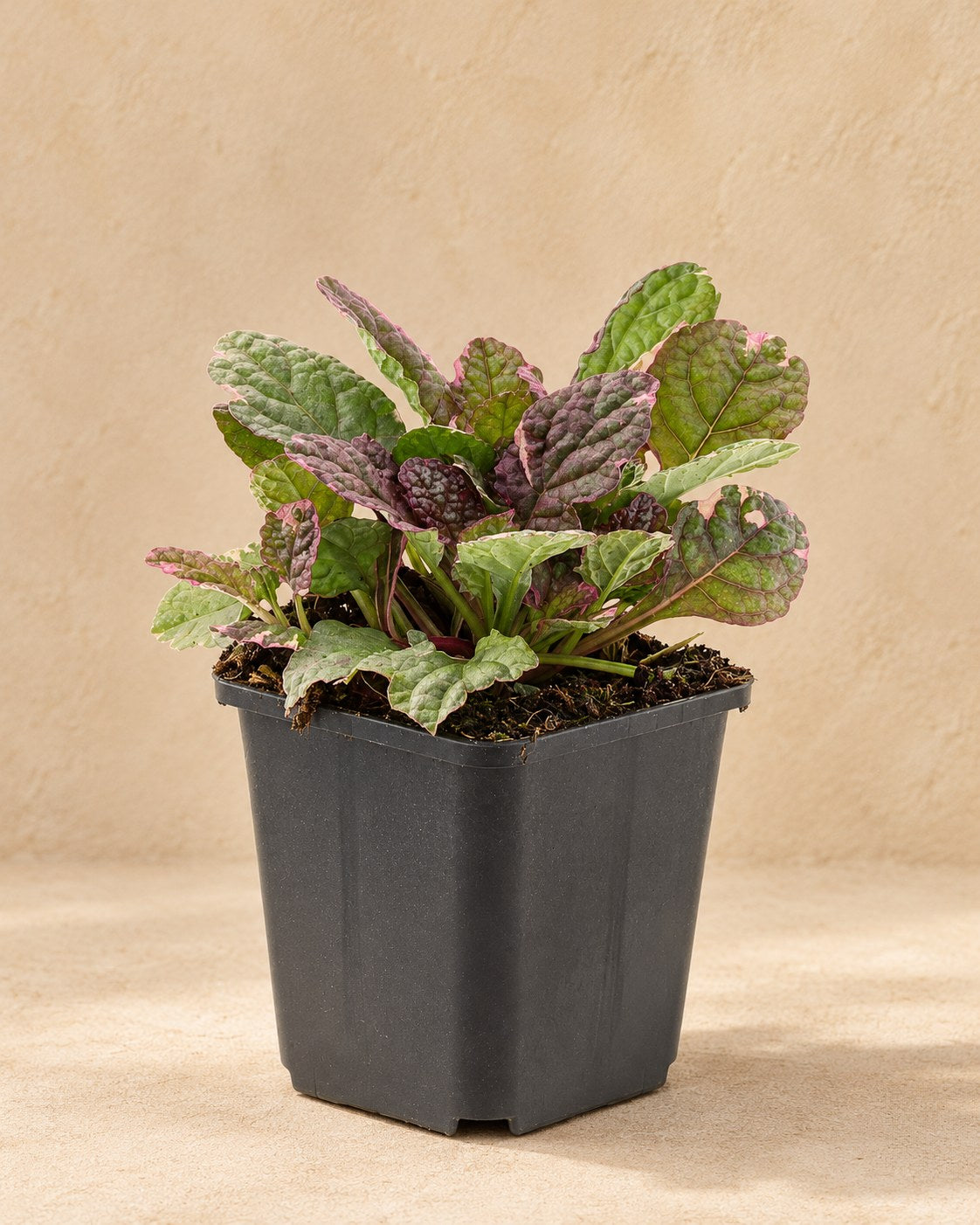 Kruipend zenegroen 'Burgundy Glow' in kweekpot