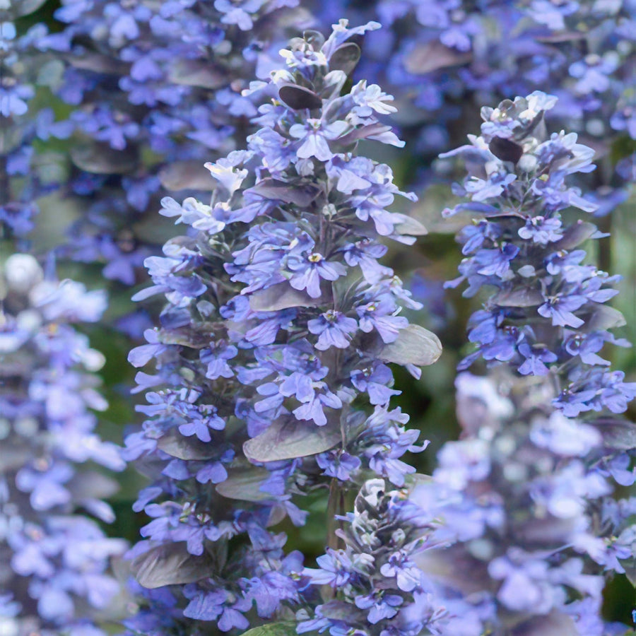Kruipend zenegroen 'Burgundy Glow' (Ajuga reptans)