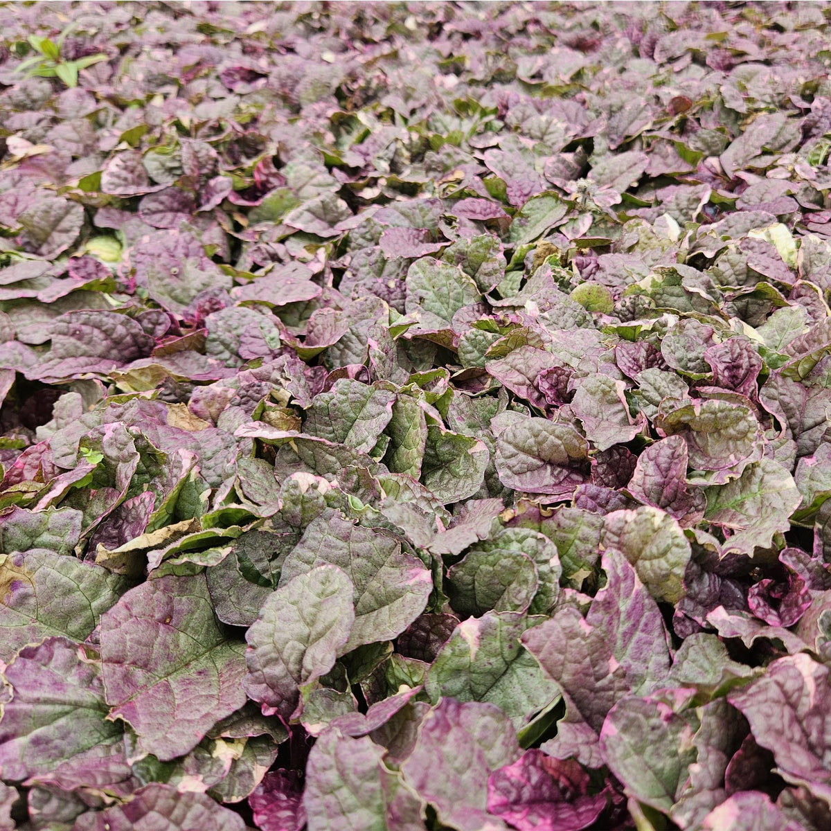 Kruipend zenegroen 'Burgundy Glow' in de tuin