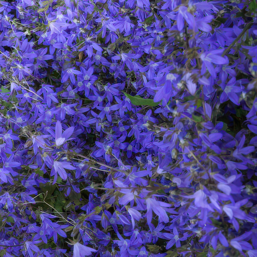Dzwonek Poszarskiego 'Stella' (Campanula poscharskyana)