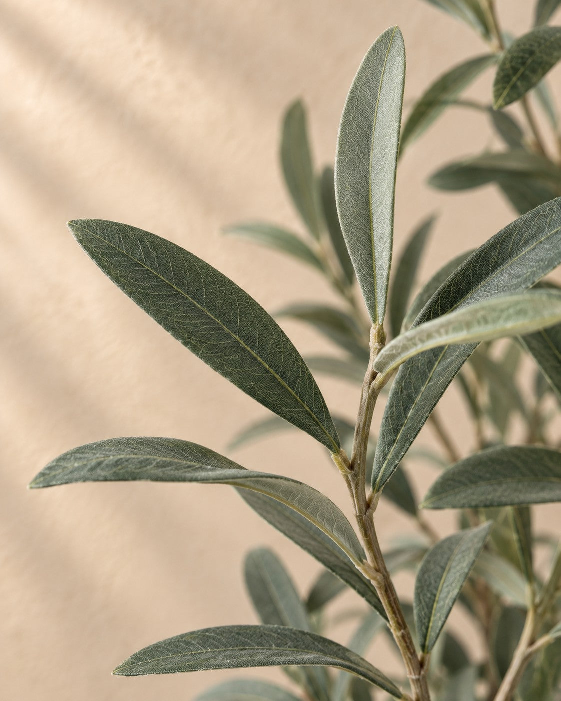 Close-up van het blad van de Kunst olijfboom (Olea europaea)