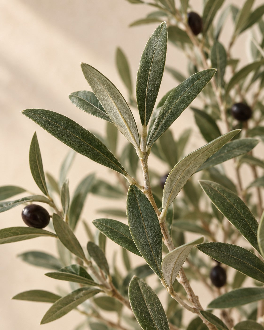 Close-up van het blad van de Kunst olijfboom (Olea europaea)