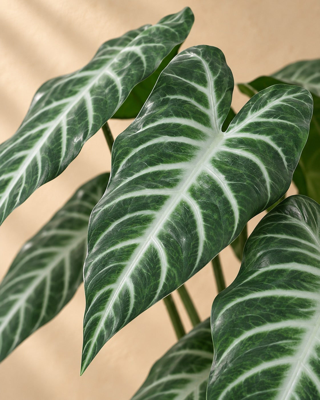 Close-up van het blad van de Kunstplant Alocasia Polly (Alocasia × amazonica 'Polly')