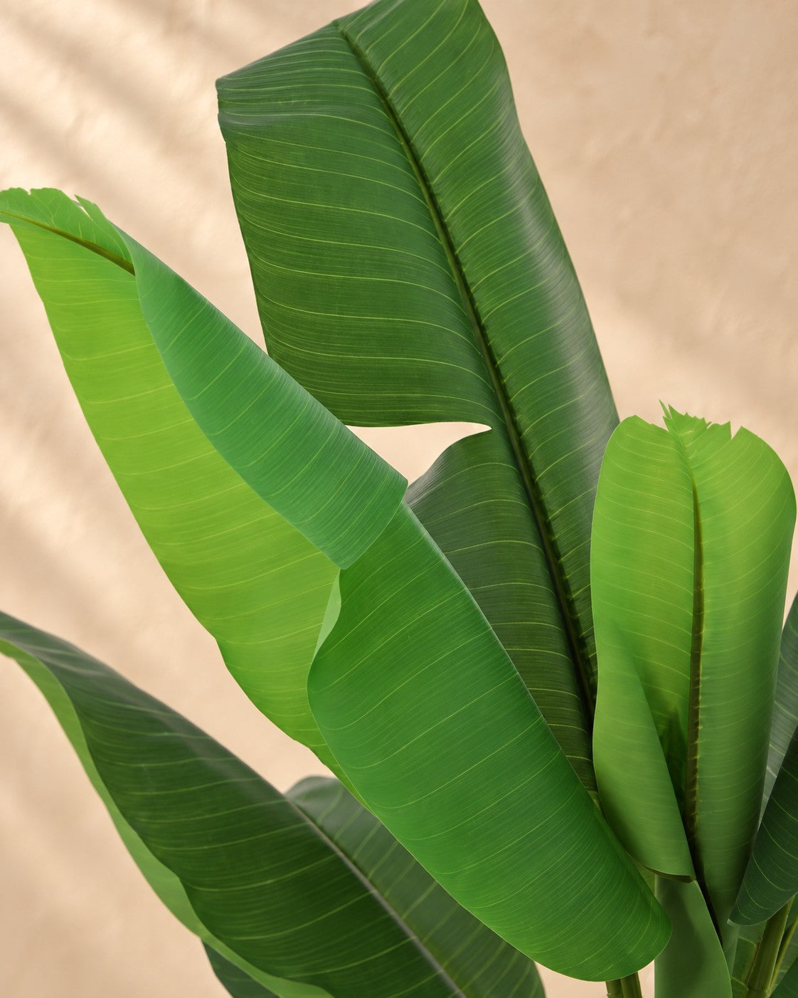 Close-up of the leaves of the Artificial plant Banana plant Musa (Musa sp.)