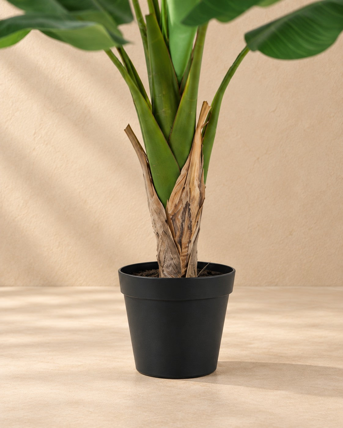 Lower part of the Artificial plant Banana plant Musa (Musa sp.) with its pot