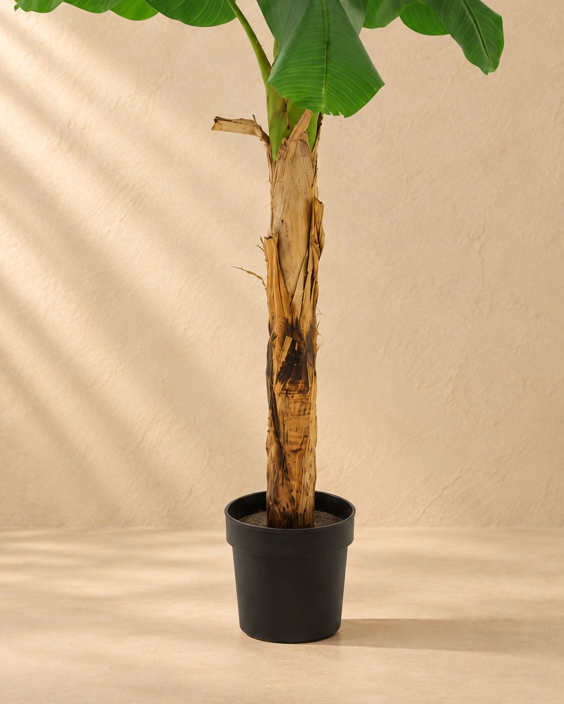 Unterer Teil der Kunstpflanze Bananenpflanze Musa (Musa sp.) mit dem Topf