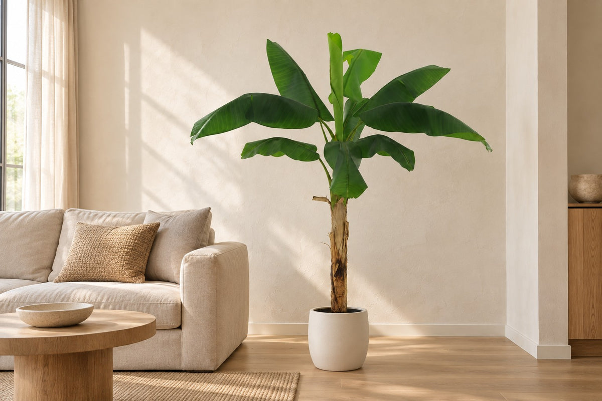 Kunstpflanze Bananenpflanze Musa, 180 cm, in a white ceramic planter in einem hellen Wohnzimmer