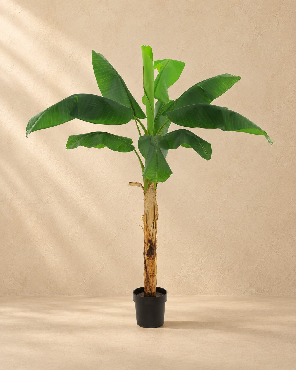Kunstpflanze Bananenpflanze Musa (Musa sp.), 180 cm hoch im Topf von 20 cm