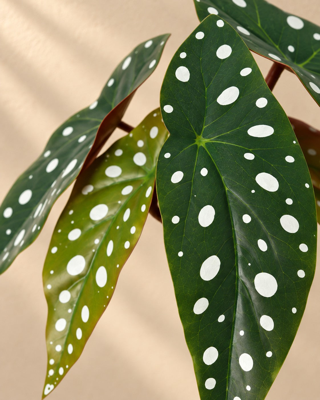 Close-up van het blad van de Kunstplant Begonia Maculata