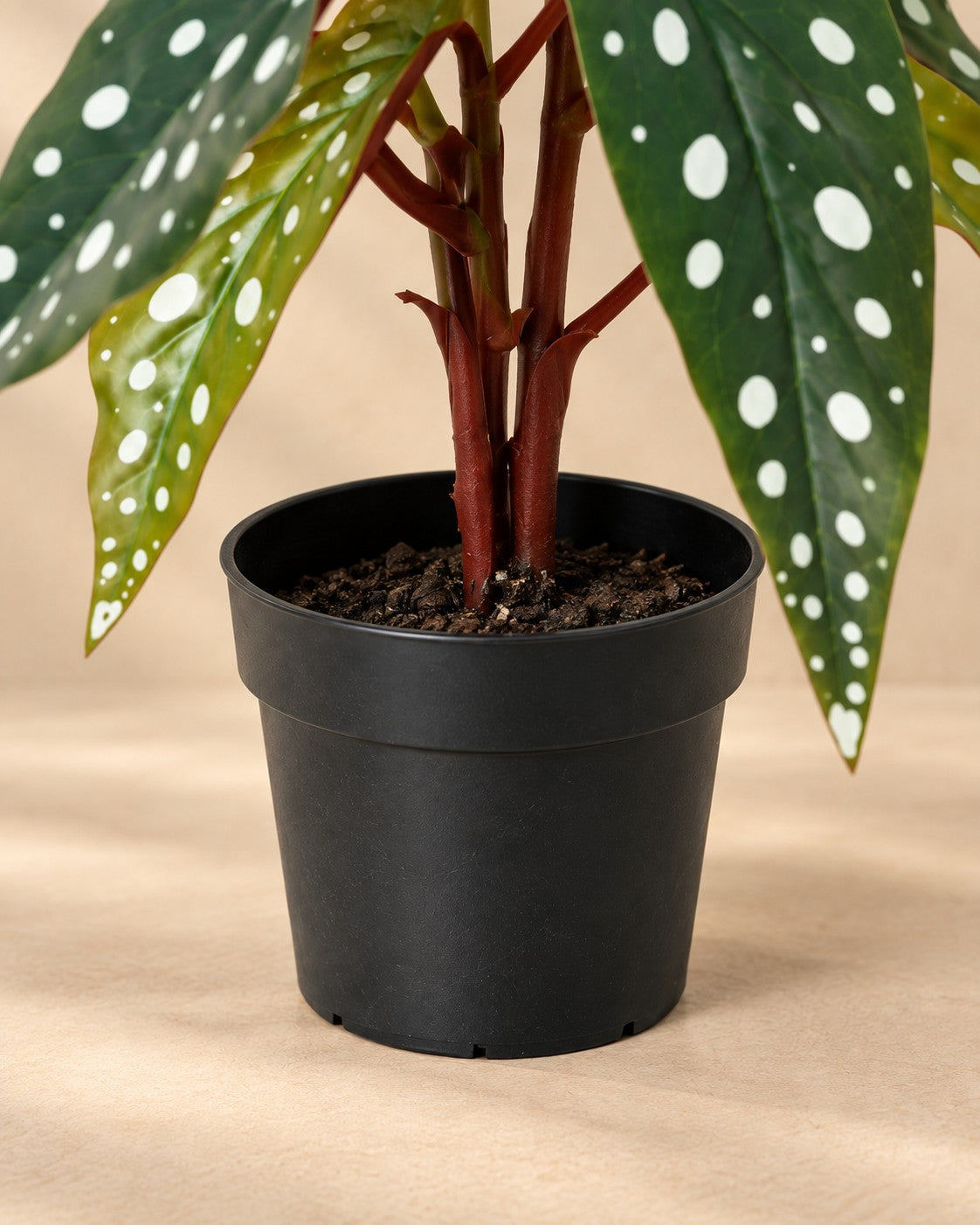 Onderste deel van de Kunstplant Begonia Maculata met de pot